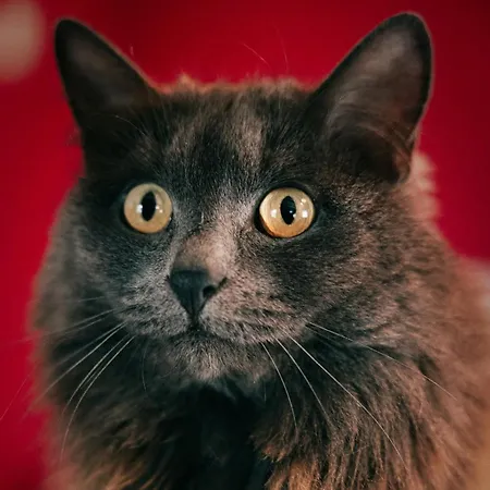 Apartment Du Grand Pre Metzeral